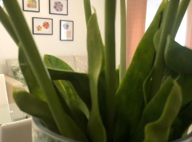 Lejlighed Casa Palacio Polentinos Vut-av390 *